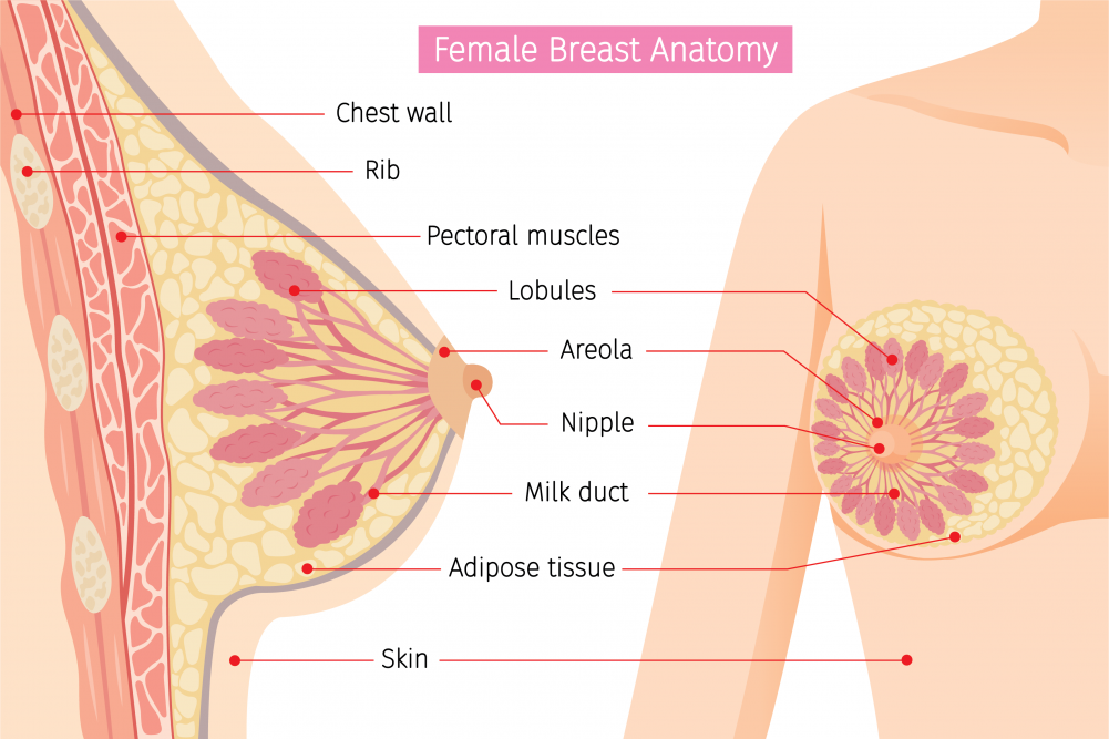 Female Breast Anatomy - Medespoir